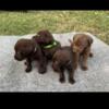 Chocolate Labrador retriever puppies .