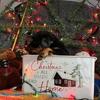 Akc Rottweiler puppies 