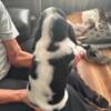 Akc bassethound puppies