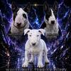 AKC White Bull Terrier Puppy – Champion Bloodline