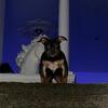 Exotic American Bully Puppy 