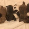 For sale Shih tzu puppies