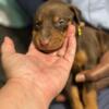 Doberman Litter 