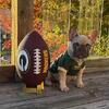 Chocolate Fawn, Male, French Bulldog Puppy 