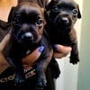 Patterdale terrier pups for sale