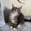 Full Maine coon kittens males and females