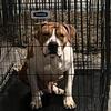 American Bully puppies