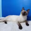 Gorgeous Traditional looking Purebred Siamese Cat Originated From Thailand