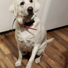 Rehoming female white lab