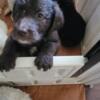 SWEET ADORABLE  F1B LABRADOODLES