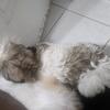 Shih Poo Puppies
