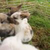 In home raised friendly mini lop bunnies