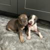 American pitbull terriers puppies 250