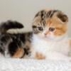 Scottish fold TICA Registered Female 