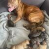 pitbull puppies born 09/12!