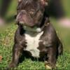 For sale Registered Chocolate testable coco Male Frenchie