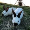 2 california rabbits and rabbit hutch REDUCED PRICE!