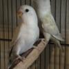 White violet and blues love birds