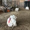 Broad breasted white Turkeys Meat