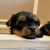 CERTIFIED pure bred Yorkshire Terrier puppies