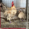 Old English bantams for sale