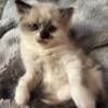 Ragdoll Kittens (3 females, 4 males)