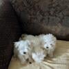 Adorable Maltipoo Puppies Seeking Loving Homes!