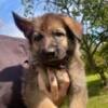 Purebred German shepherd puppies. 