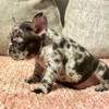 AKC merle male frenchie. Gorgeous blue eyes