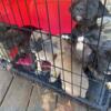 Cane-Corso/Boerboel mix for Sale