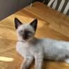 Female siamese looking for good home