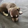 Purebred Chihuahua Puppies