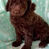 F1b goldendoodles