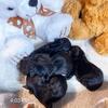 RR pups Just Born Shorkies