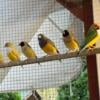 Lots of Gouldians for sale!