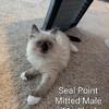 Seal Point Mitted Male available