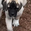 Monster Kangal Puppies!