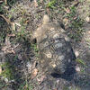 Adult male Leopard tortoise for adoption. Good breeder. 16 years old