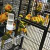 Hand fed high yellow sunconure babies