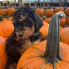 Proven Goldendoodle Stud Available – Gentle, Healthy, and Gorgeous
