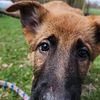 Belgian Malinois  German Shepherd Puppy