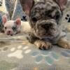 AKC registered French Bulldog puppies!