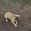 AKC female french bulldog full breeding rights