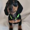 Dachshund AKC Black and Tan Mini Female Puppy