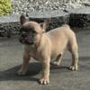 AKC female French Bulldog puppy 