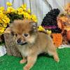 Chicago Pomeranians Puppies. Prespoiled.
