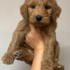 Labradoodle (Nonshedding) Puppies Ready for New Homes