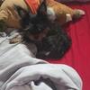 Yorkie Puppy