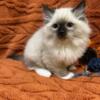 Adorable Blue Eyed Ragdoll Kittens - TICA Registered