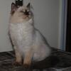 Kody - TICA Chocolate Point Ragdoll Male Kitten, Carries Cinnamon - Pending